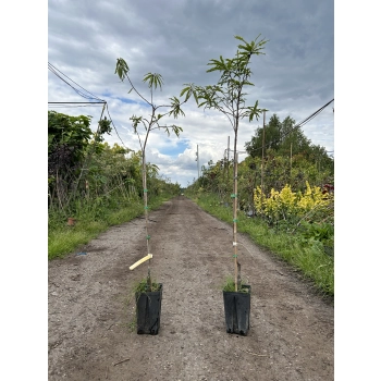 KASZTAN JADALNY szczepiony Aspleniifolia - sadzonki 110 / 130 cm